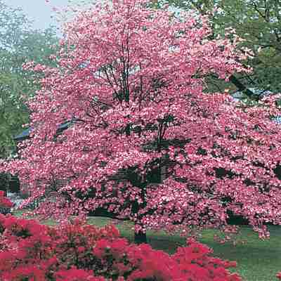 pink-dogwood-tree-dg